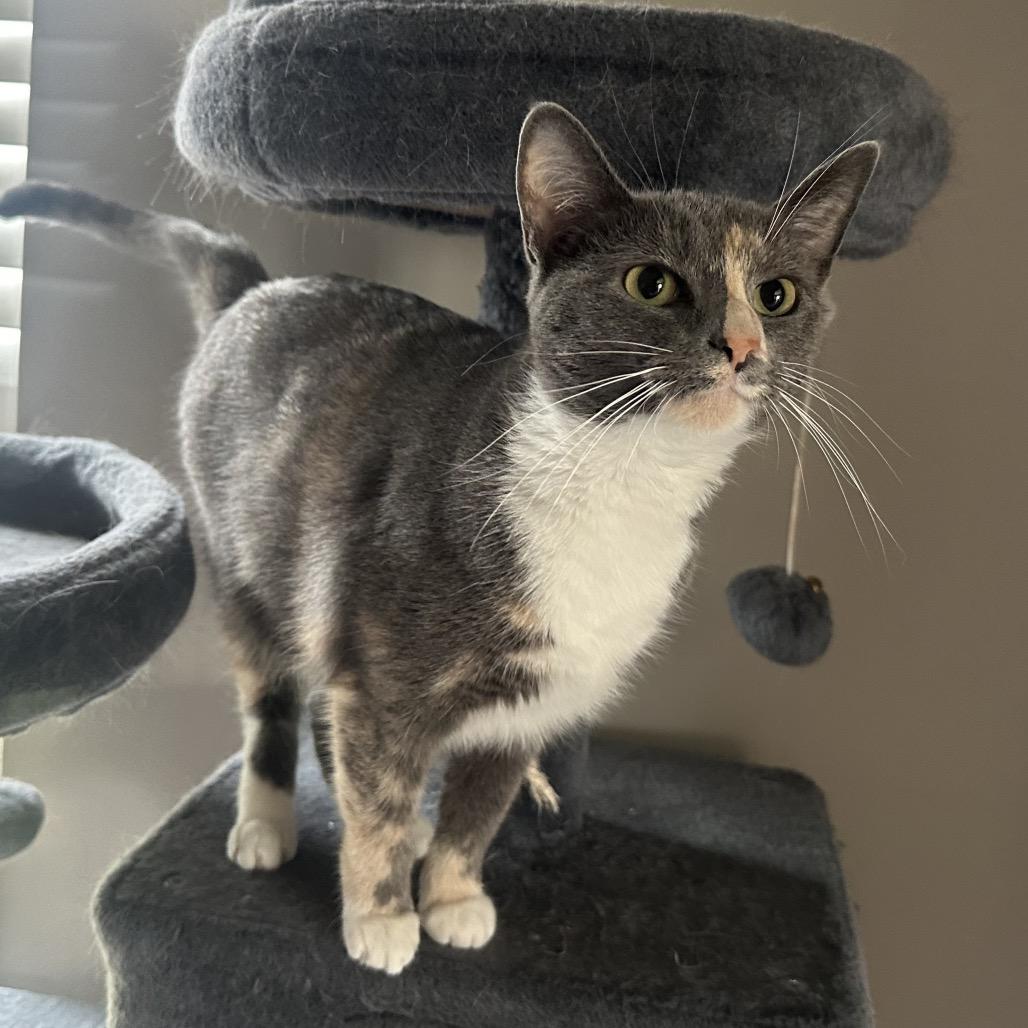 Gucci, Adoptable, Adult Female Domestic Short Hair.