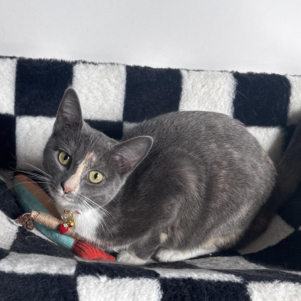 Gucci, a Adoptable Domestic Short Hair in Greenfield, IN image 2/5