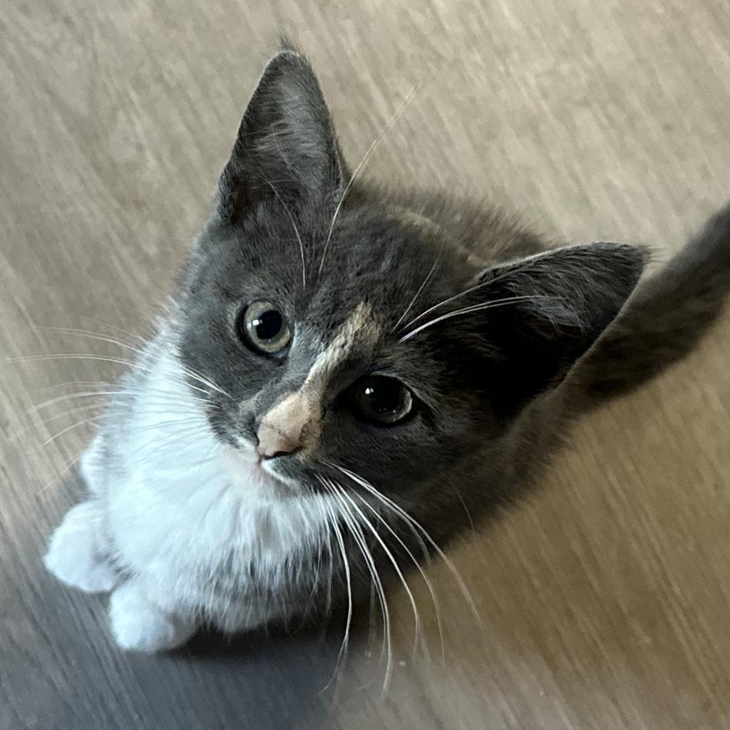 Gucci, a Adoptable Domestic Short Hair in Greenfield, IN image 3/5