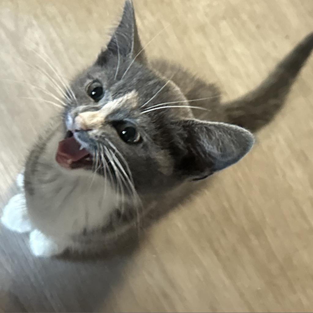 Gucci, a Adoptable Domestic Short Hair in Greenfield, IN image 4/5