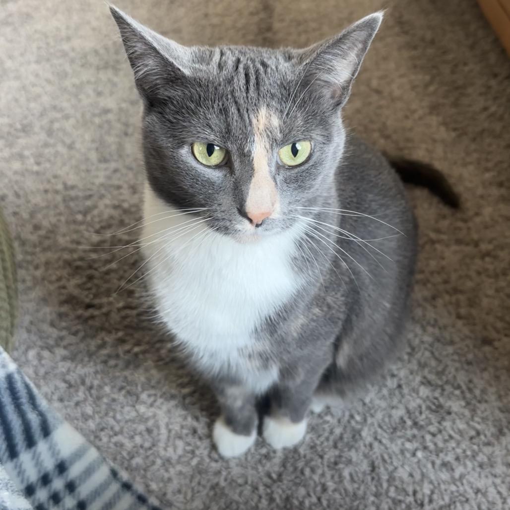 Gucci, a Adoptable Domestic Short Hair in Greenfield, IN image 5/6