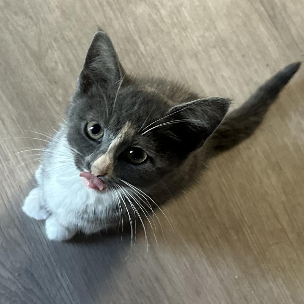 Gucci, a Adoptable Domestic Short Hair in Greenfield, IN image 5/5