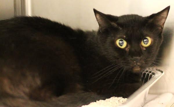 Enlarge 25-01379 KINSEY, an adopted Domestic Short Hair in Fredericksburg, VA image 1/1