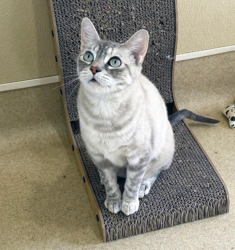 Enlarge SNAP, an adopted Domestic Short Hair in San Clemente, CA image 2/2