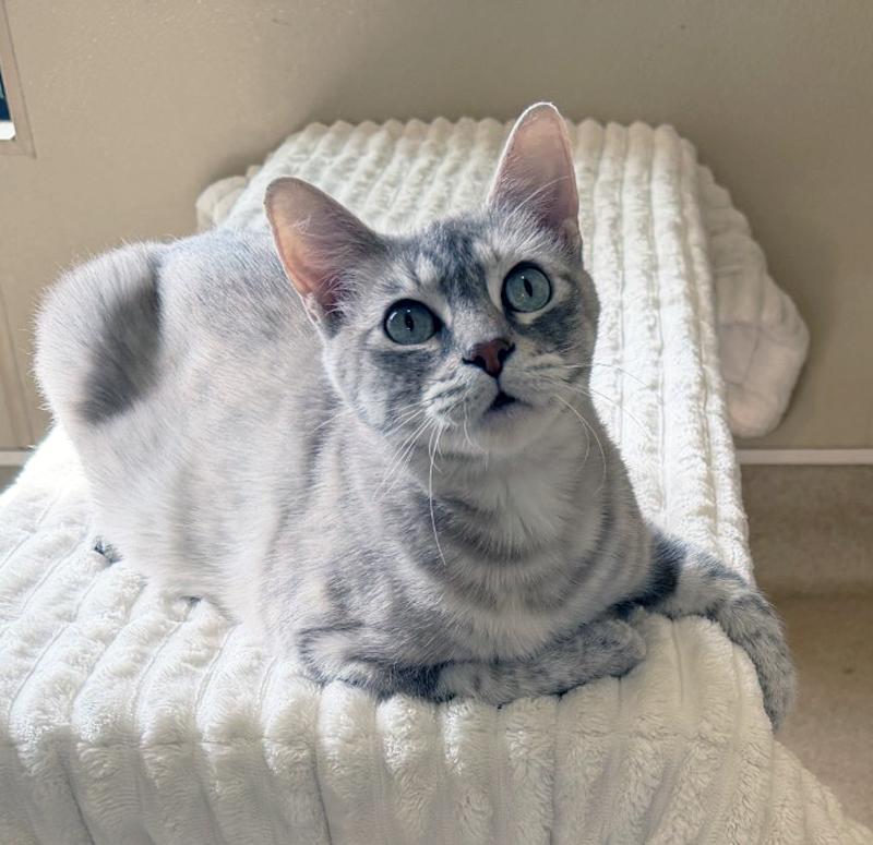 Enlarge SNAP, an adopted Domestic Short Hair in San Clemente, CA image 1/2