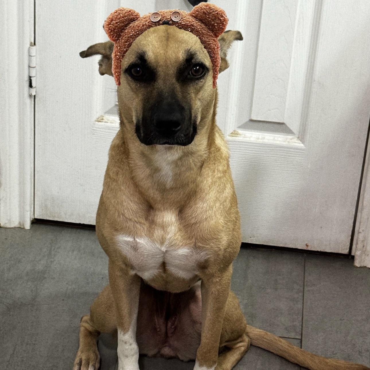 Enlarge Cholula, a Adoptable mixed breed in Grand Junction, CO image 4/6
