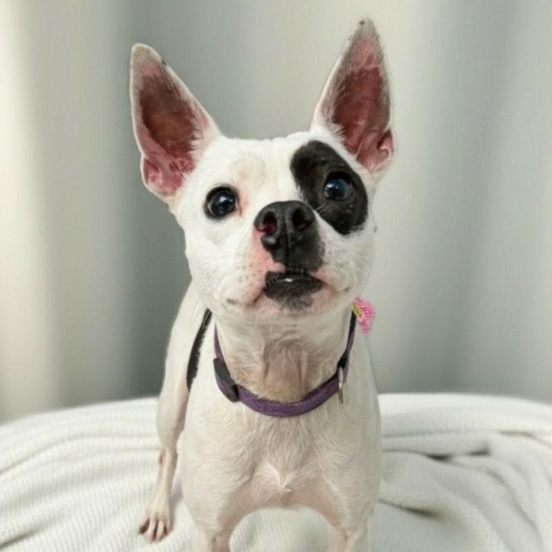 Enlarge Chiquita, a Adoptable mixed breed in Griswold, CT image 1/3