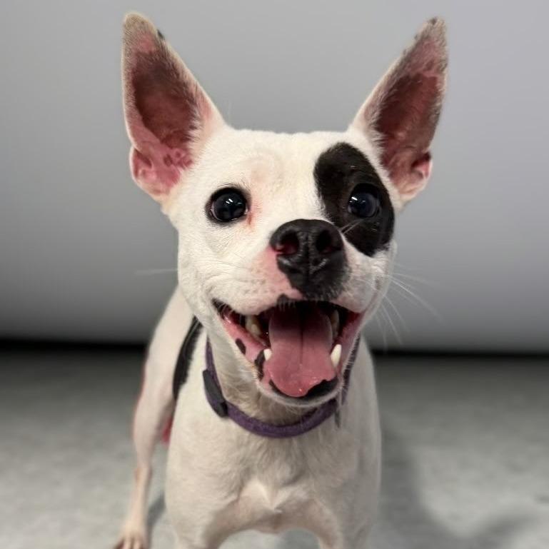 Enlarge Chiquita, a Adoptable mixed breed in Griswold, CT image 2/3