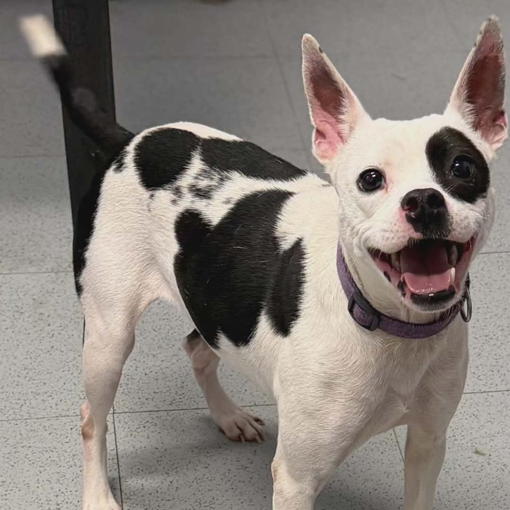 Enlarge Chiquita, a Adoptable mixed breed in Griswold, CT image 3/3