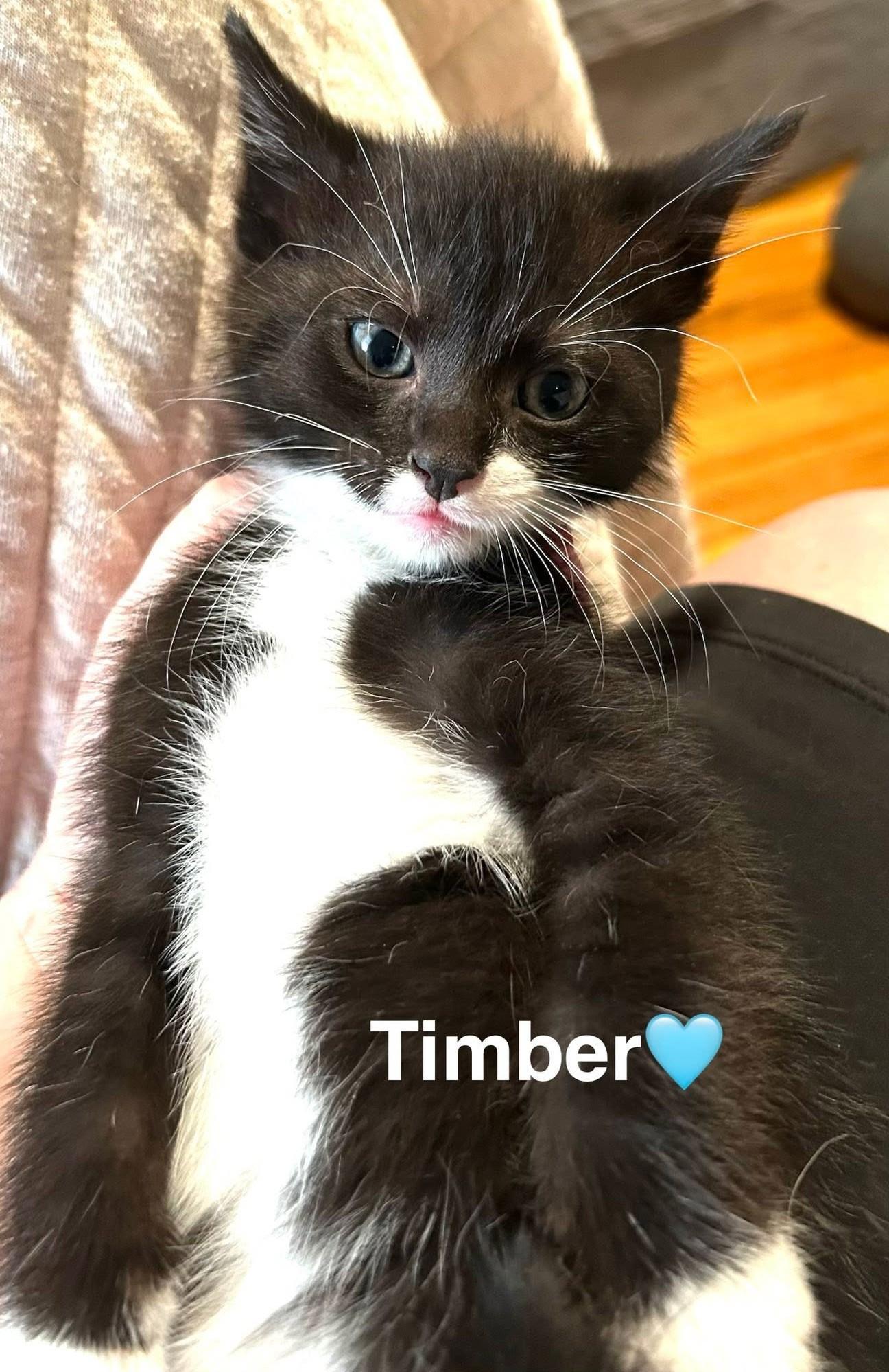 Cats & Kittens for Adoption in Oak Hill, WV | Petfinder