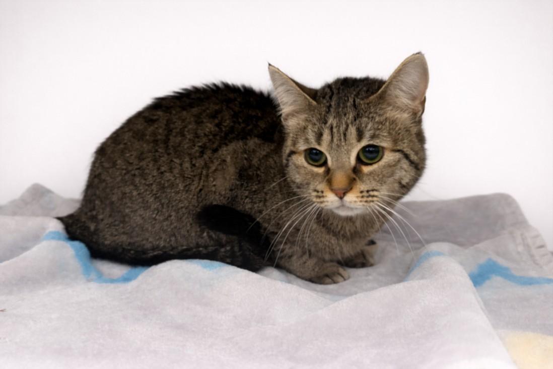 Enlarge THISTLE, a Adoptable Domestic Short Hair in Clinton Township, MI image 1/1