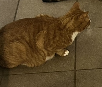 Monty & Lexi, a Adoptable Domestic Short Hair in Philadelphia, PA image 2/4