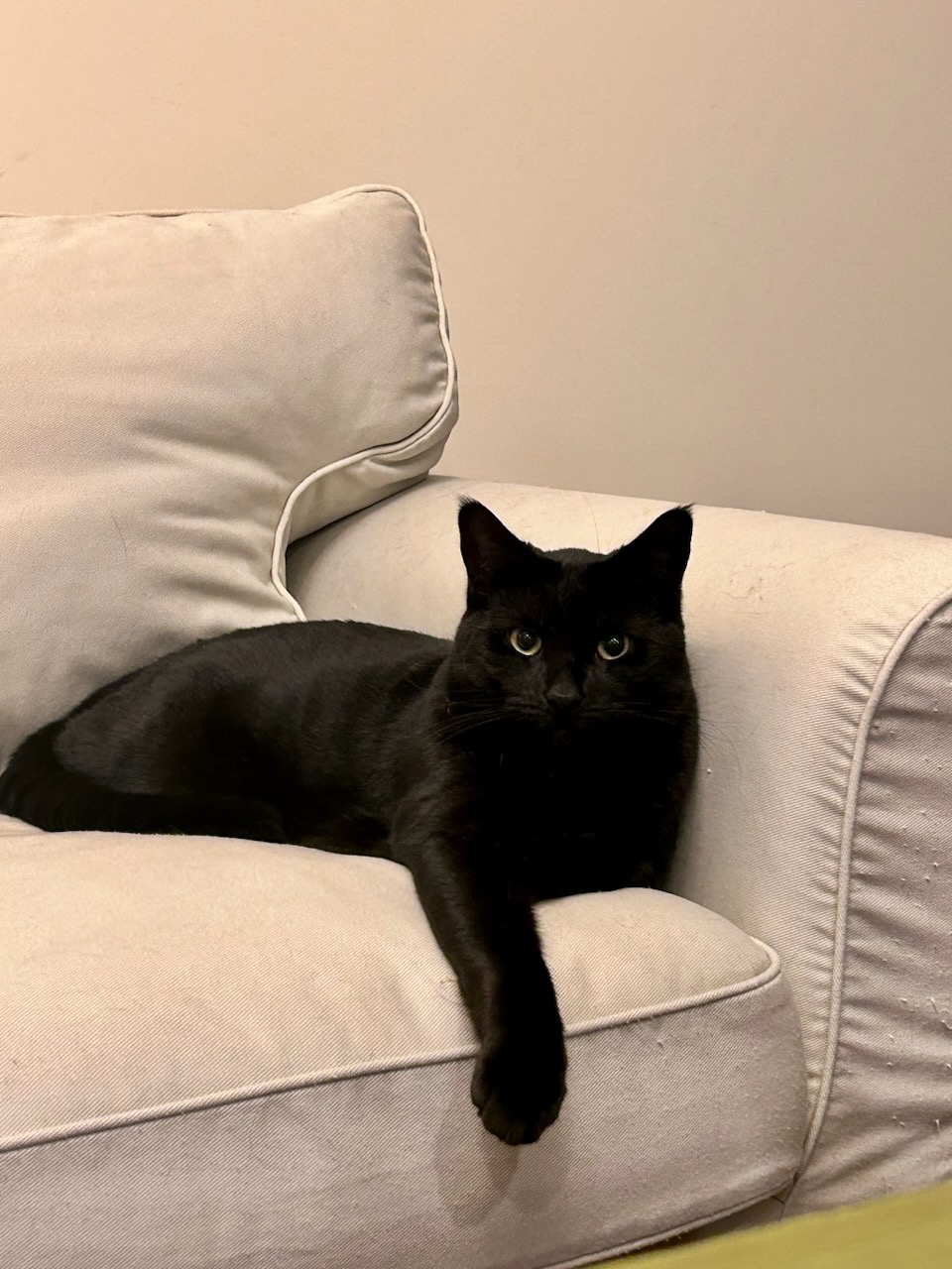 Monty & Lexi, a Adoptable Domestic Short Hair in Philadelphia, PA image 4/4