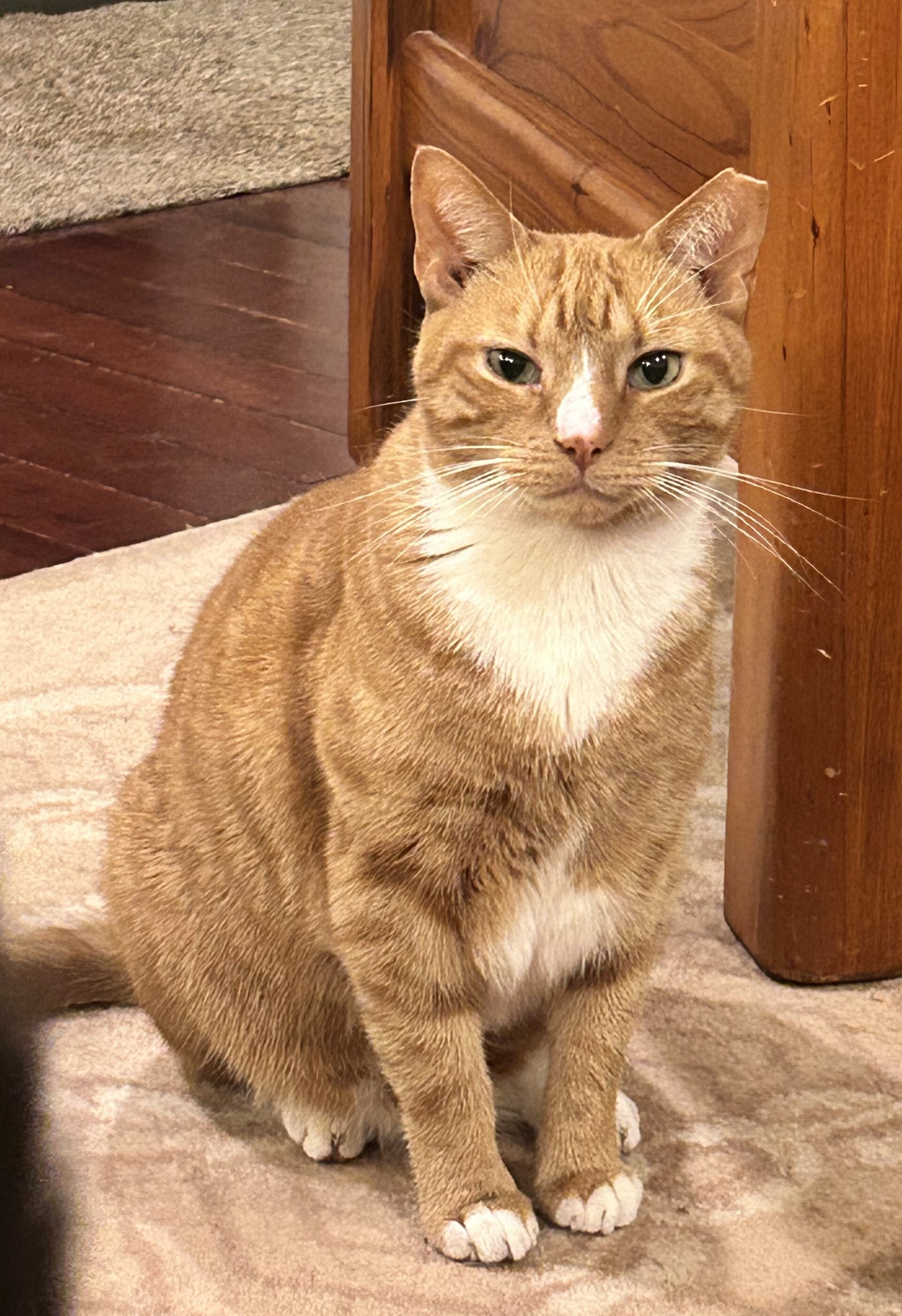 Monty & Lexi, Adoptable, Adult Male Domestic Short Hair.