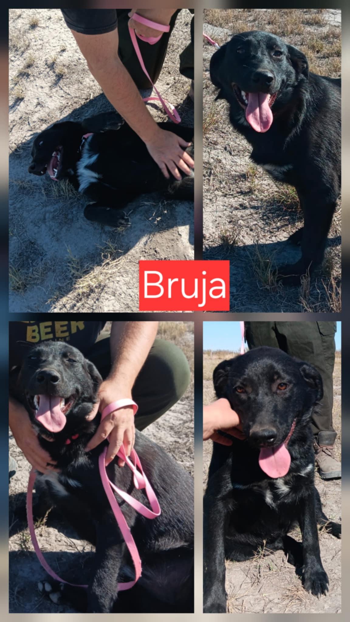 Bruja, Adoptable, Young Female Labrador Retriever & Patterdale Terrier / Fell Terrier.
