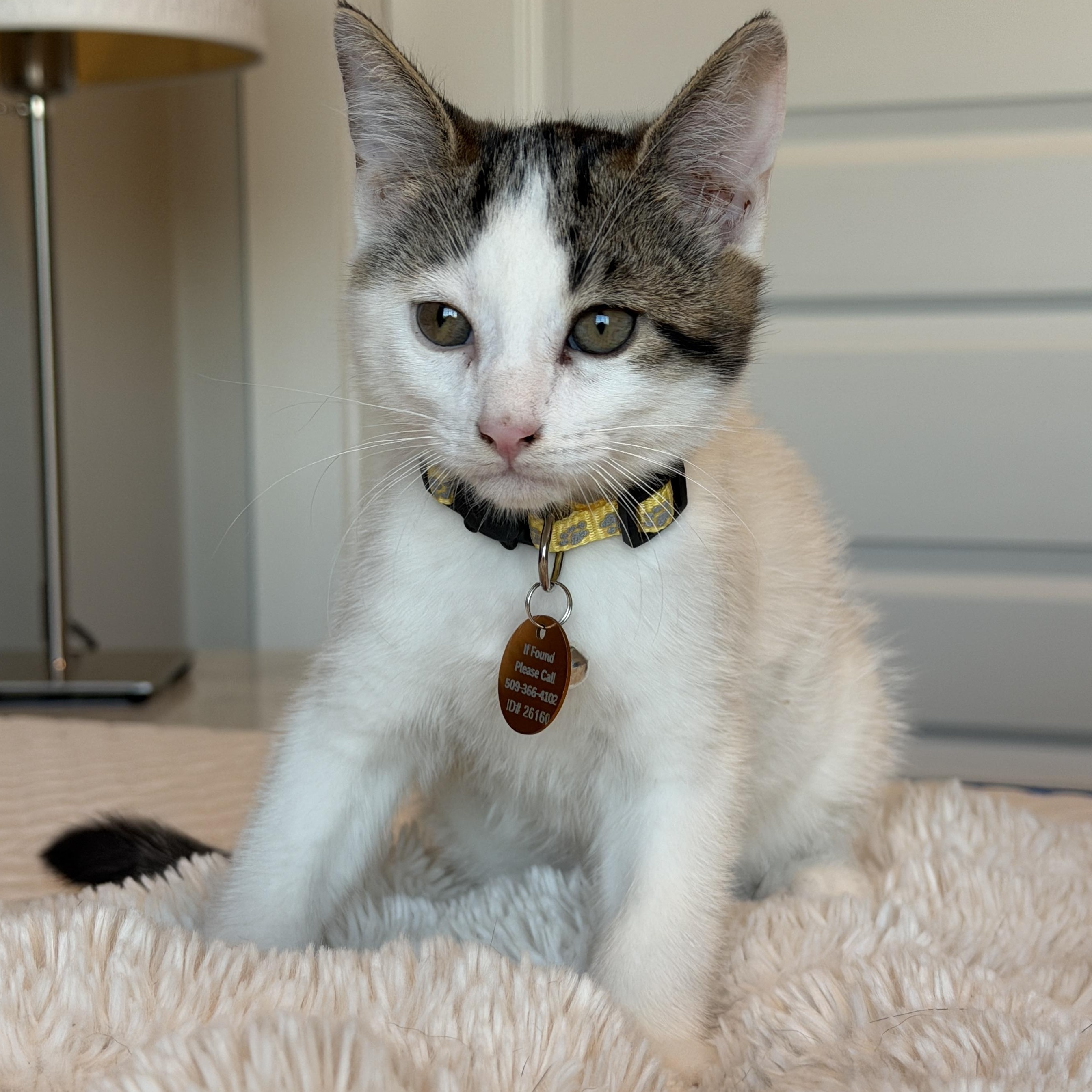 Enlarge Sugar, a ADOPTABLE Tabby in Pasco, WA image 3/4