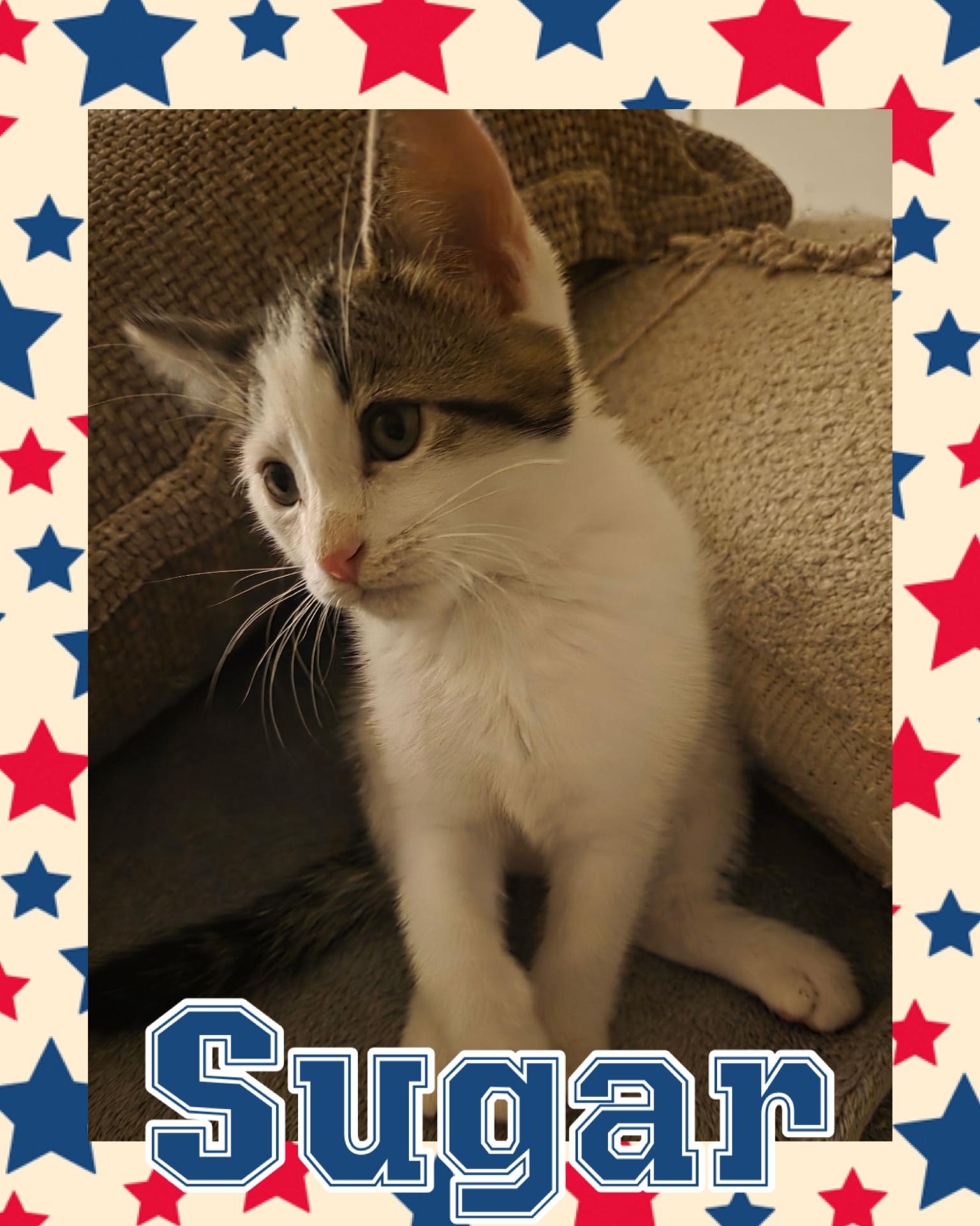 Sugar, ADOPTABLE, Kitten Male Tabby.