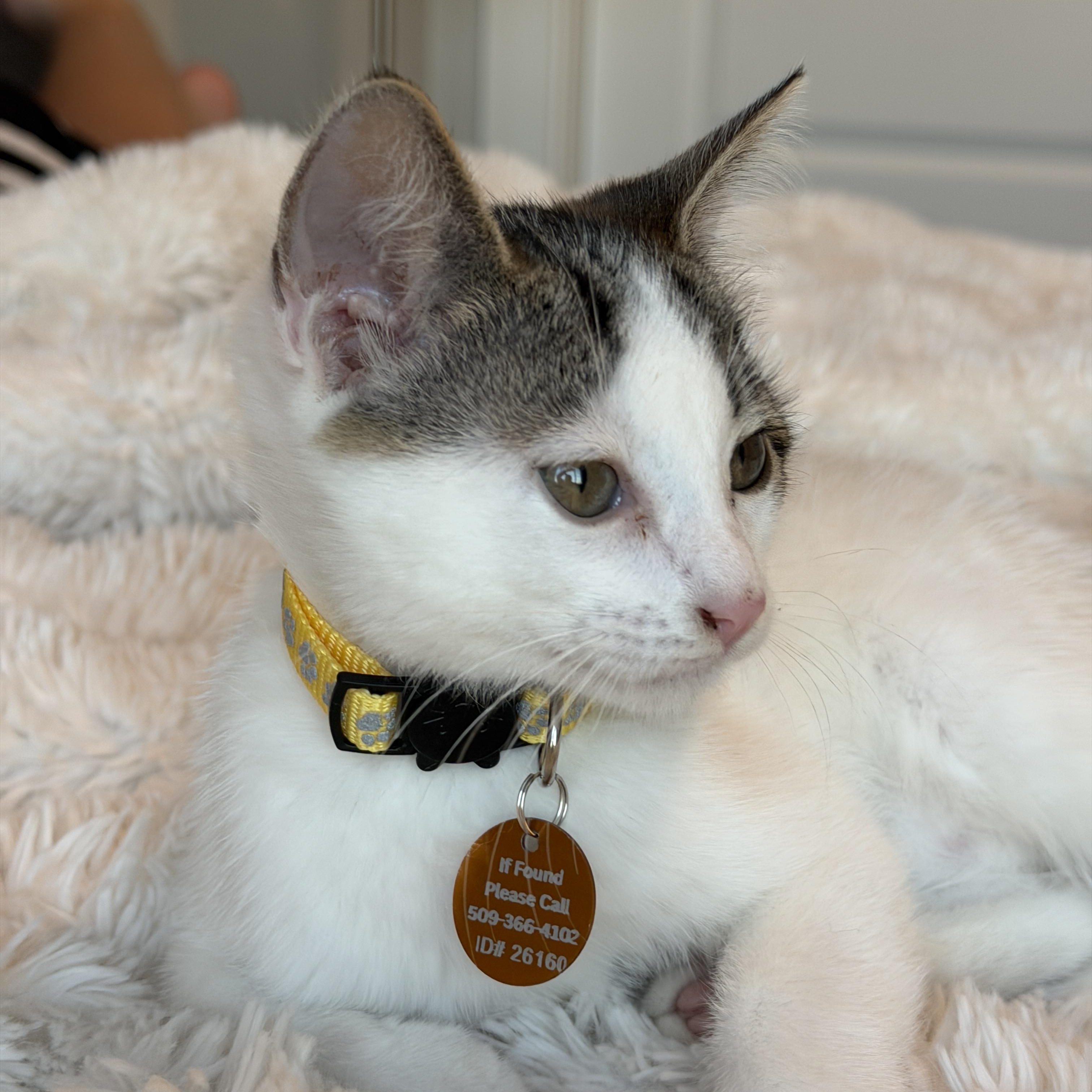 Enlarge Sugar, a ADOPTABLE Tabby in Pasco, WA image 4/4