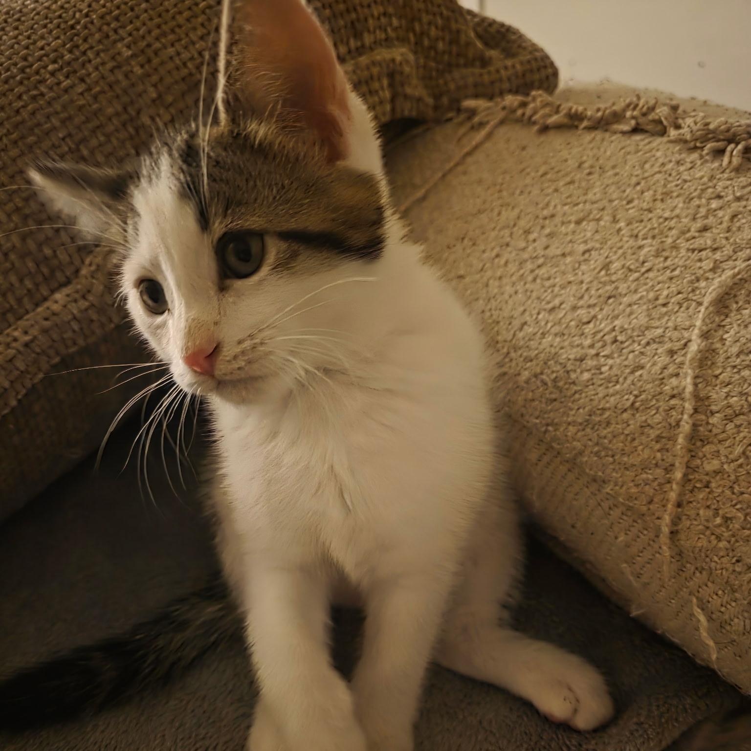 Enlarge Sugar, a ADOPTABLE Tabby in Pasco, WA image 2/4