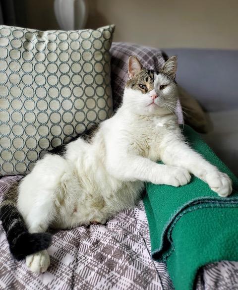 Claude and Jordan: Courtesy Post, Adoptable, Senior Male Domestic Short Hair.