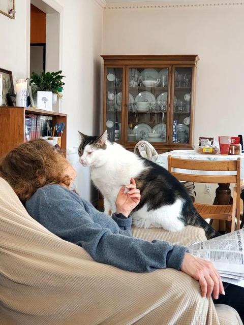 Enlarge Claude and Jordan: Courtesy Post, a Adoptable mixed breed in New York, NY image 2/5