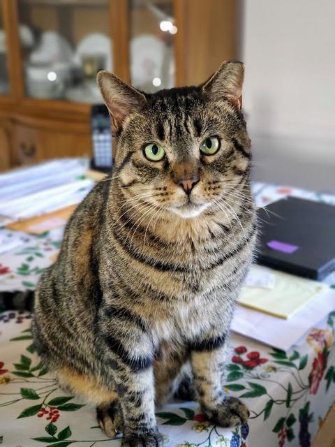 Enlarge Claude and Jordan: Courtesy Post, a Adoptable mixed breed in New York, NY image 3/5