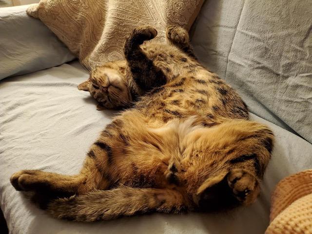 Enlarge Claude and Jordan: Courtesy Post, a Adoptable mixed breed in New York, NY image 4/5