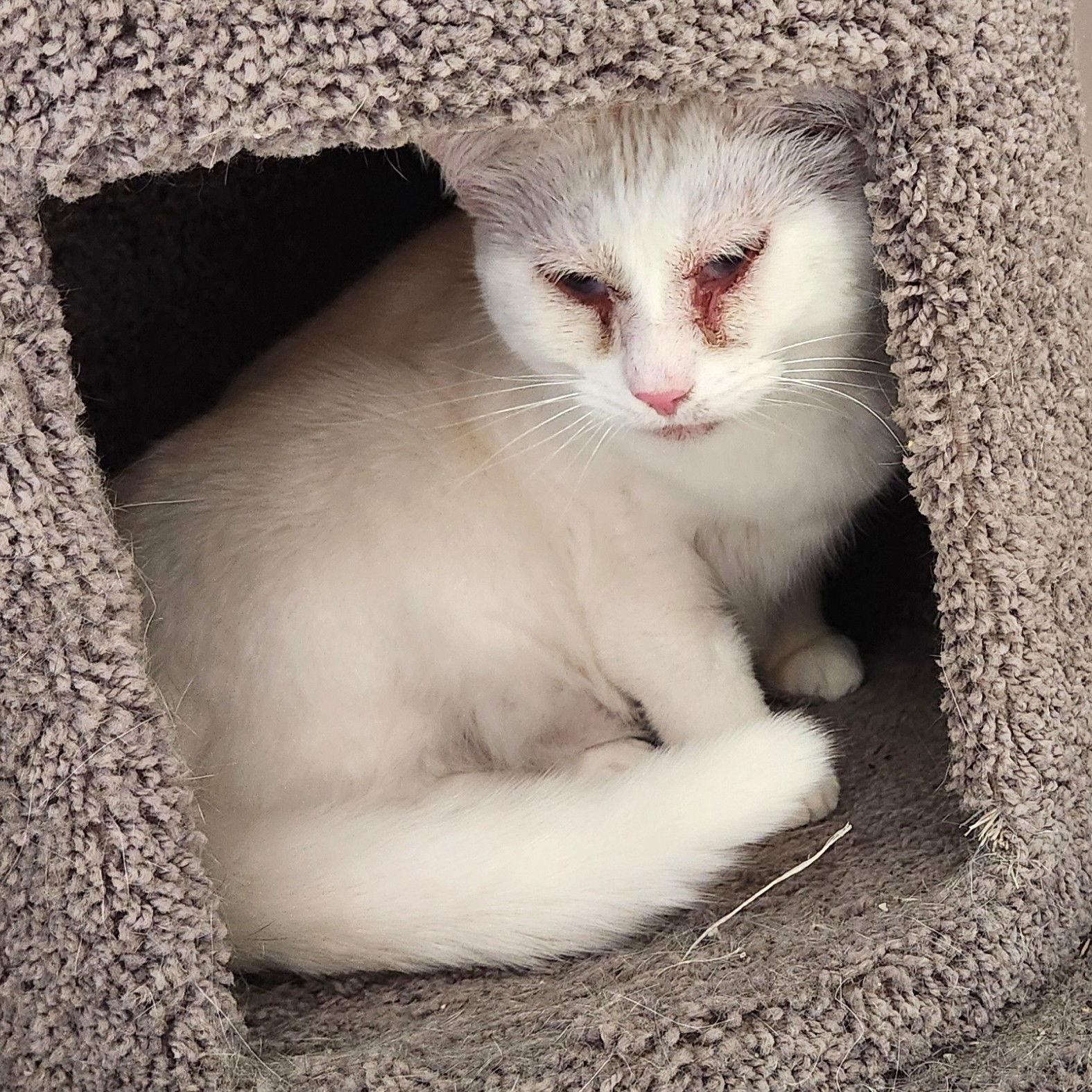 Snow White, Adoptable, Senior Female Domestic Short Hair.