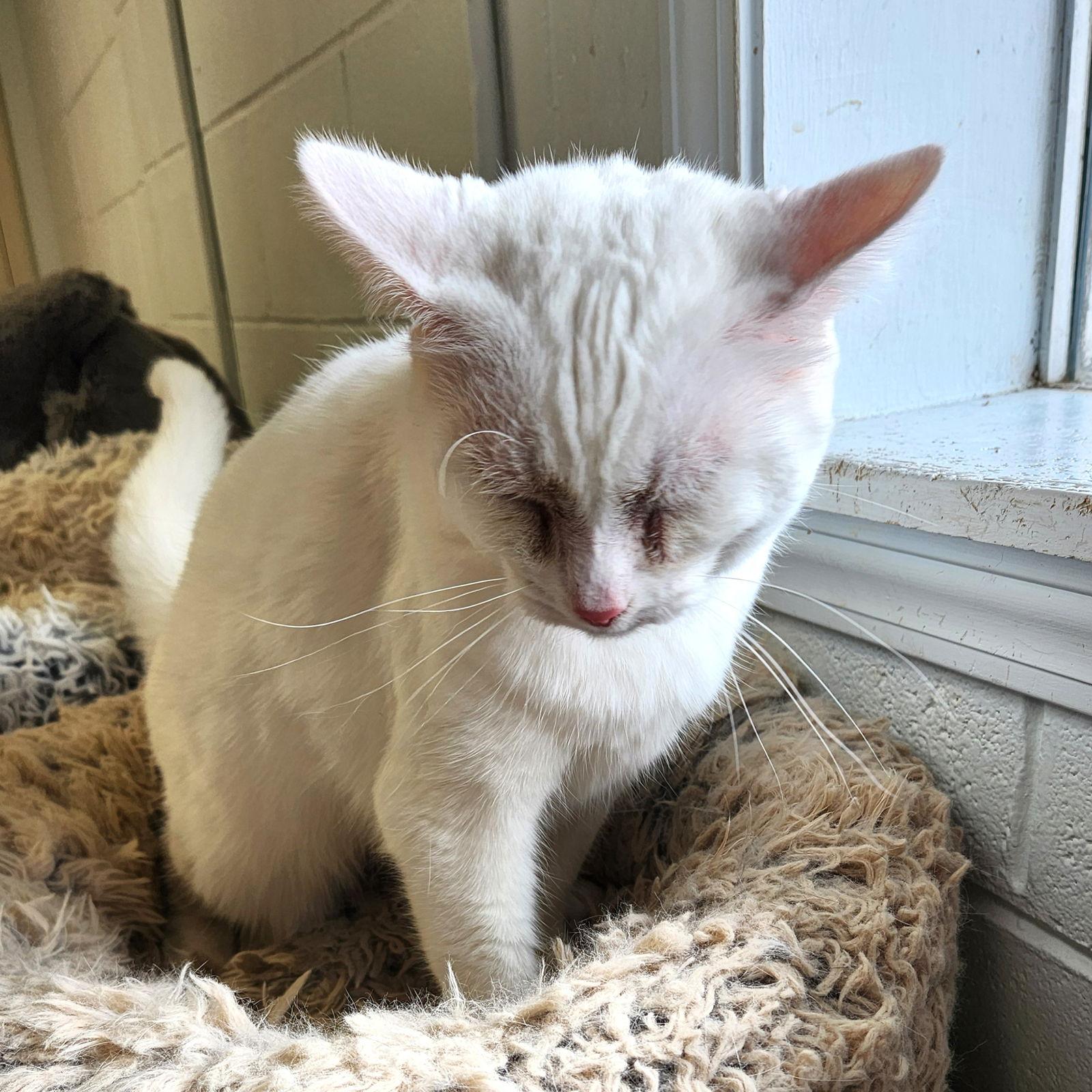 Snow White — thumbnail 2