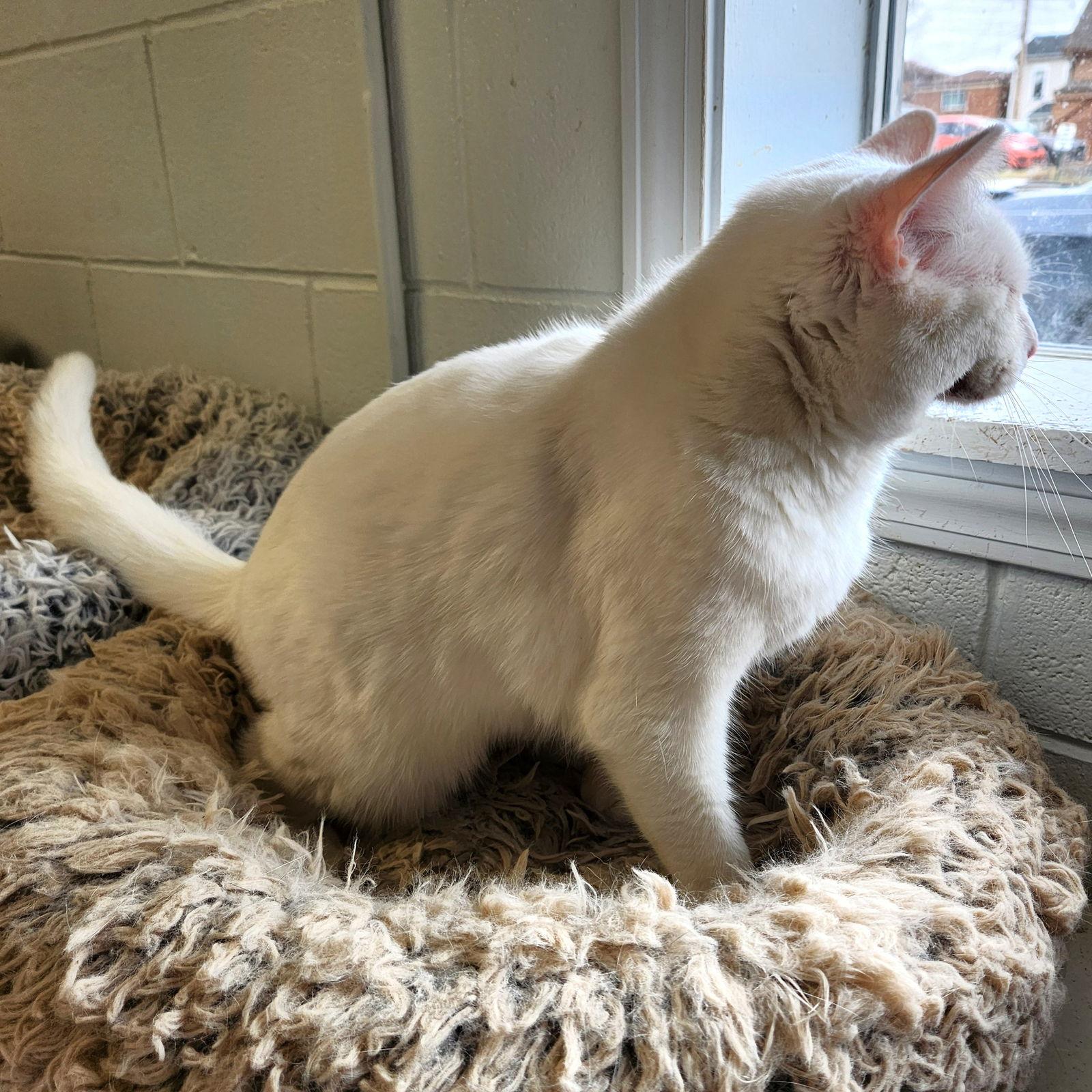 Snow White — thumbnail 3