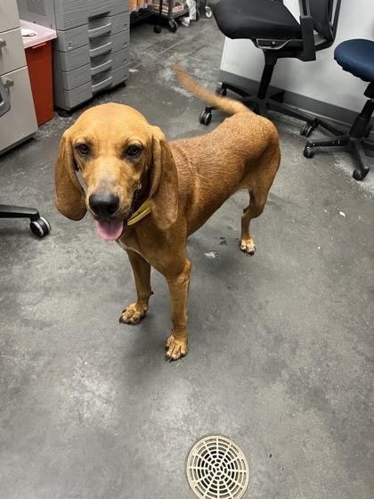 07254B Sunny Adoption Ambassador, Adoptable, Adult Female Redbone Coonhound & Mixed Breed.