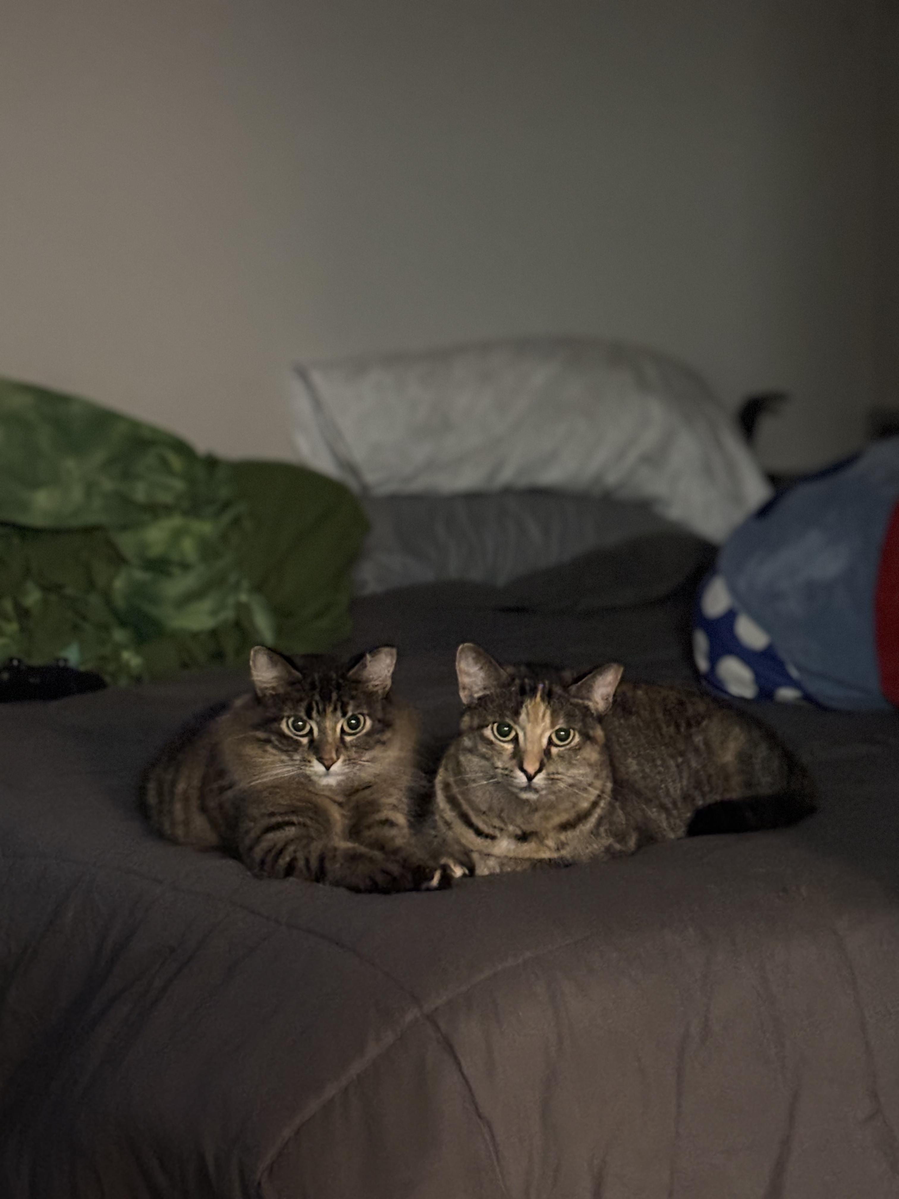 Patty & Selma, a Adoptable mixed breed in Milwaukee, WI image 4/6