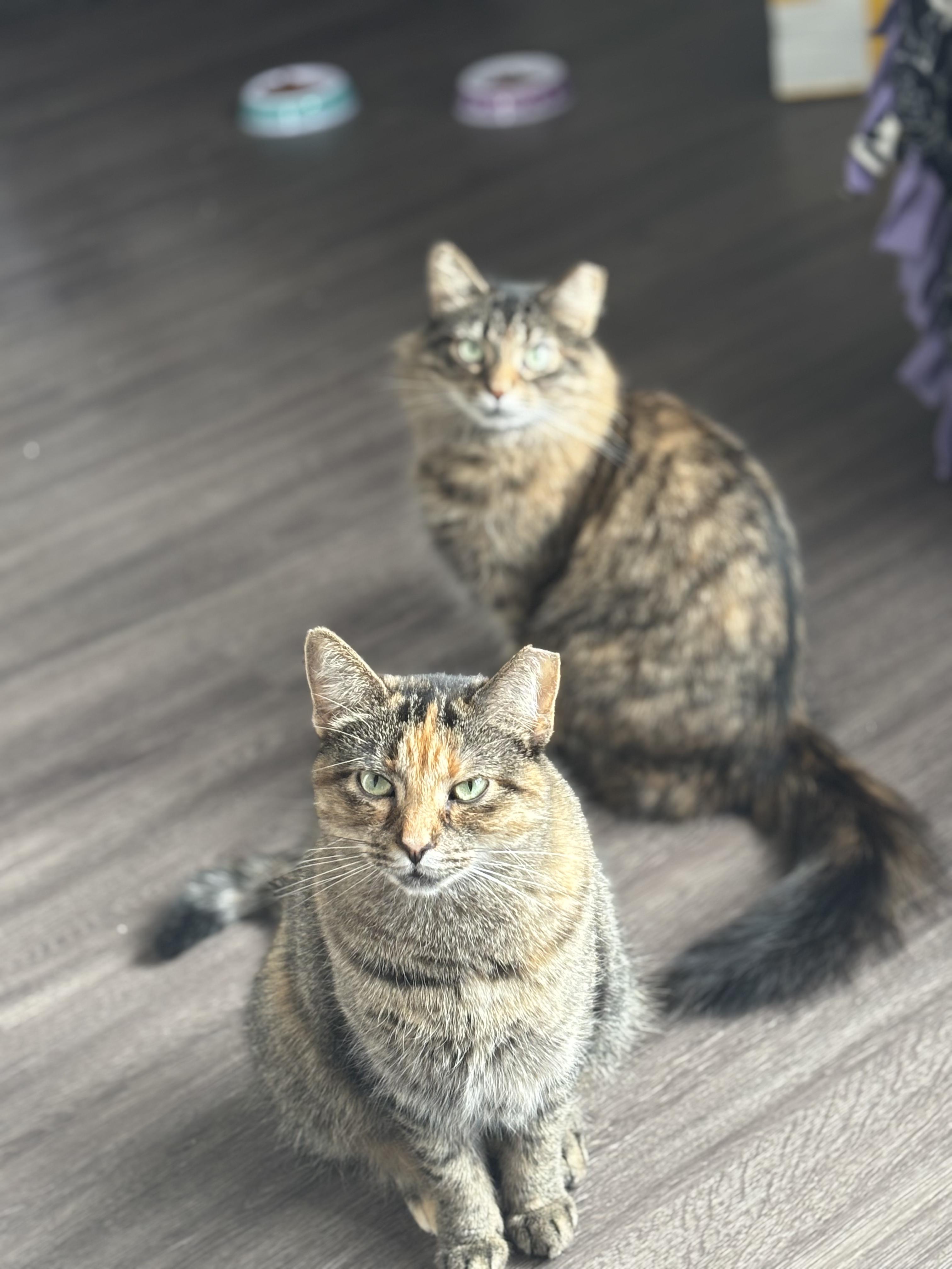 Patty & Selma, a Adoptable mixed breed in Milwaukee, WI image 2/6