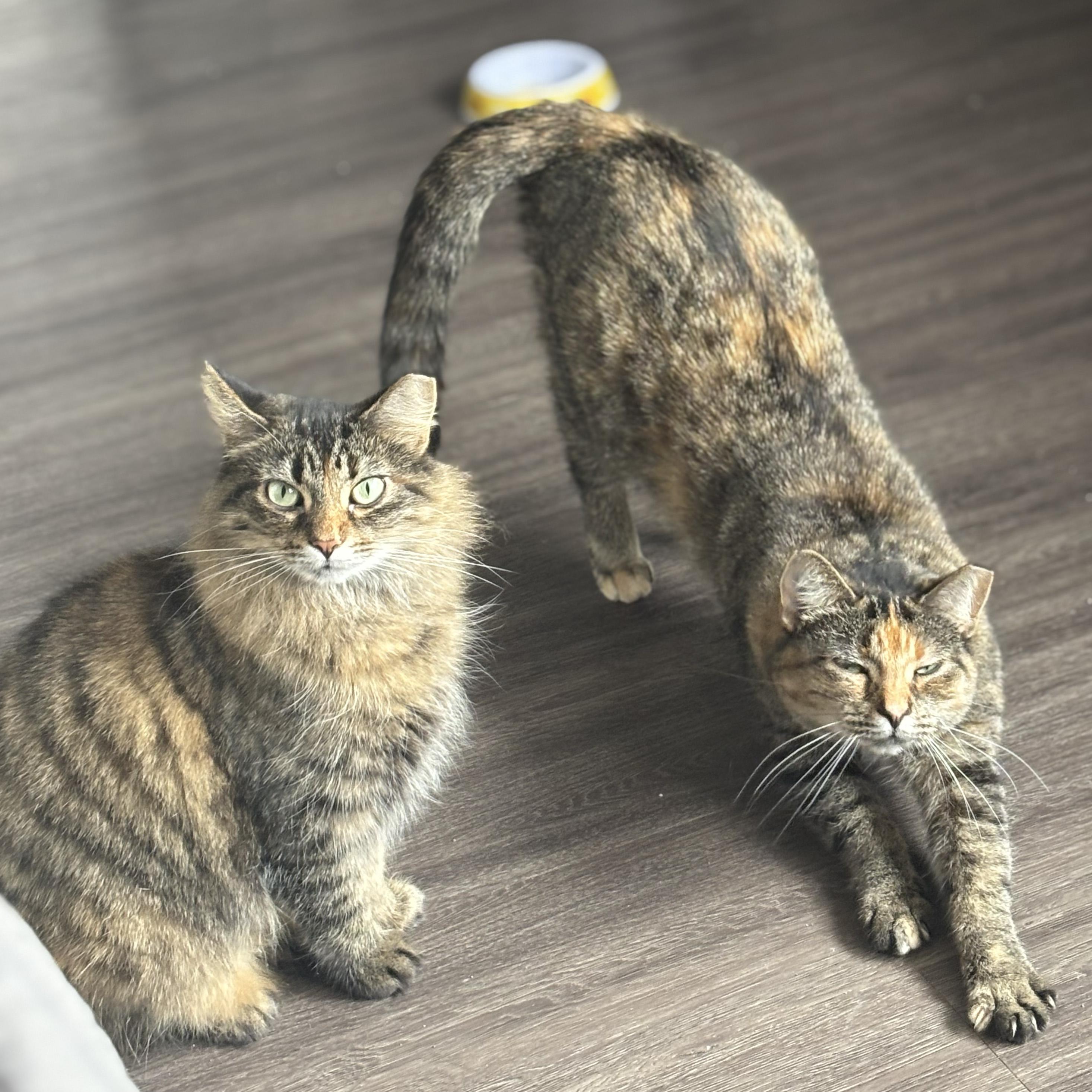 Patty & Selma, a Adoptable mixed breed in Milwaukee, WI image 1/6