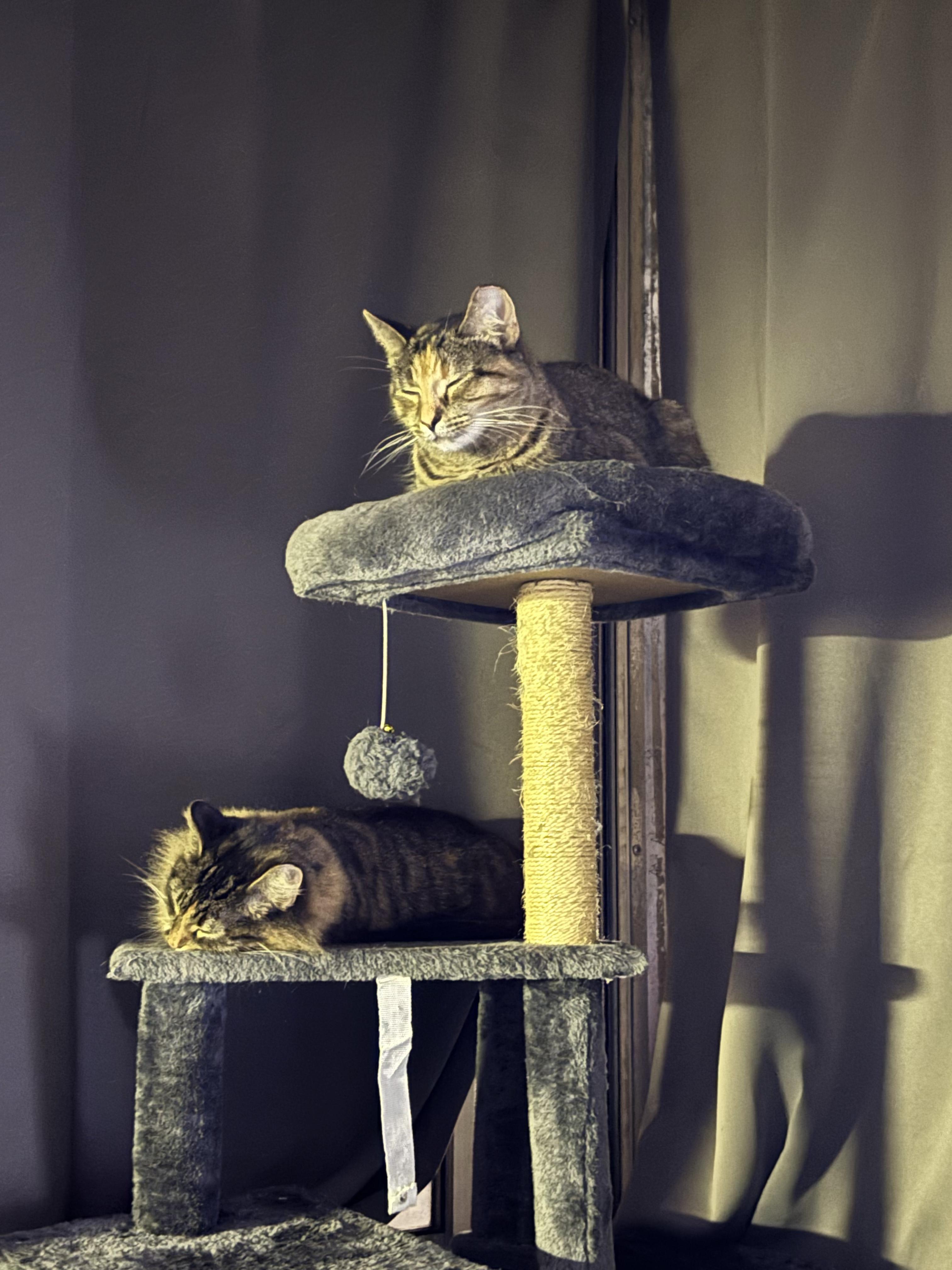 Patty & Selma, a Adoptable mixed breed in Milwaukee, WI image 5/6