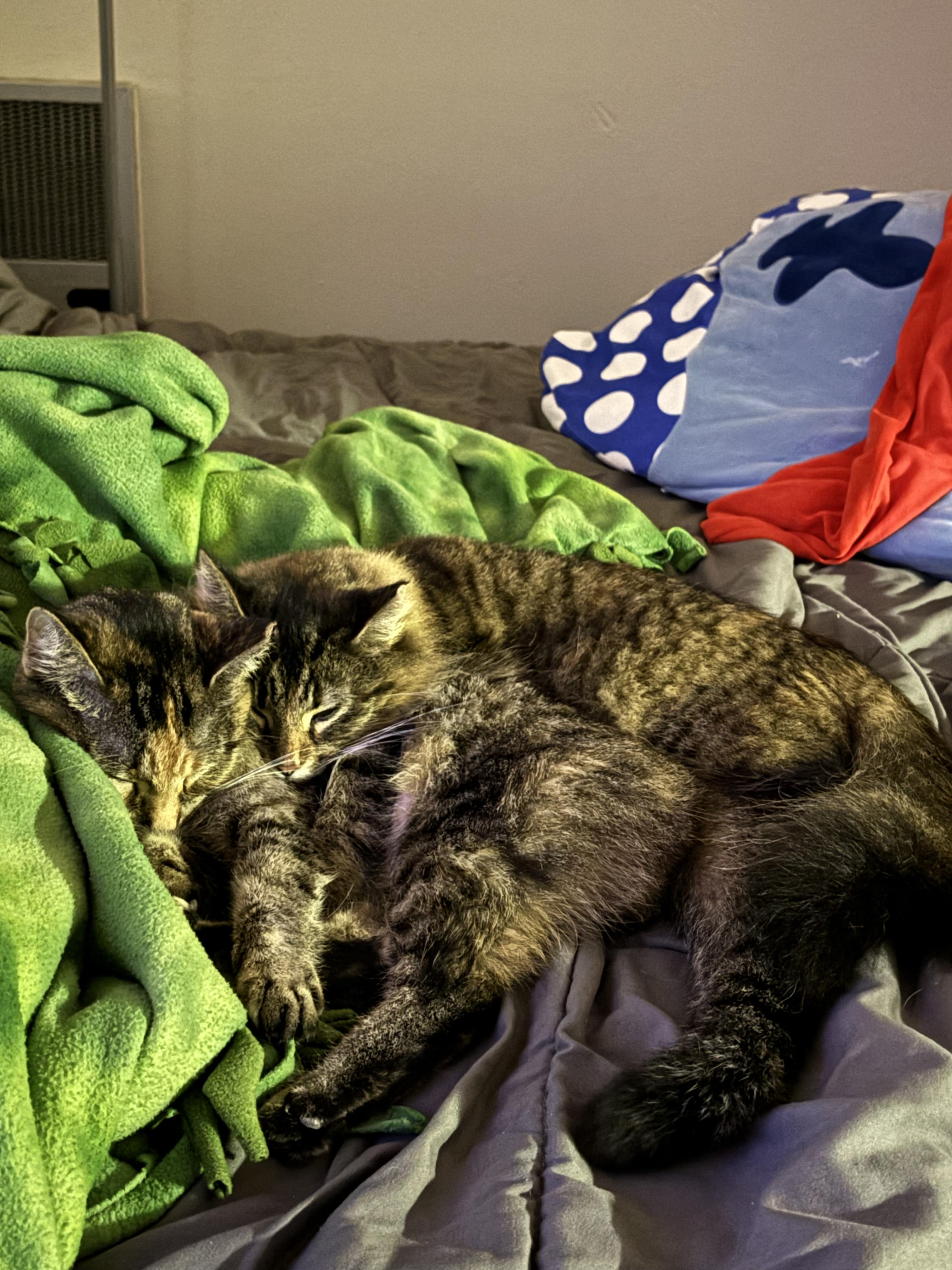 Patty & Selma, a Adoptable mixed breed in Milwaukee, WI image 3/6