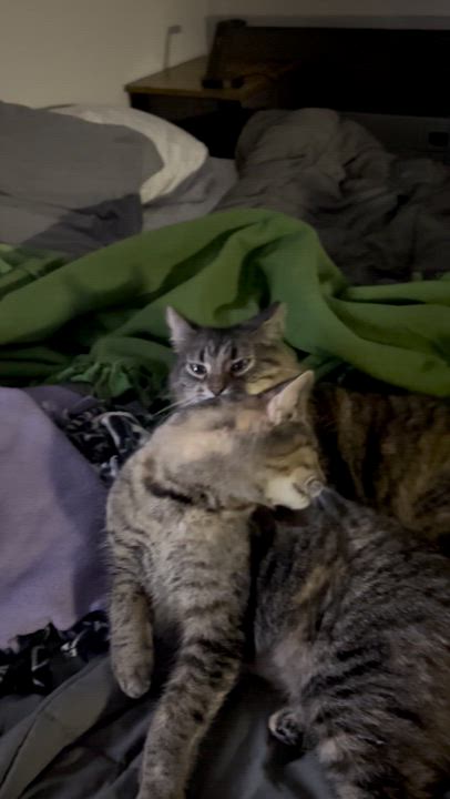 Enlarge Patty & Selma, a Adoptable mixed breed in Milwaukee, WI video 6/6