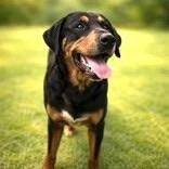Enlarge Kaylani, a Adoptable mixed breed in Long Beach, WA image 1/3