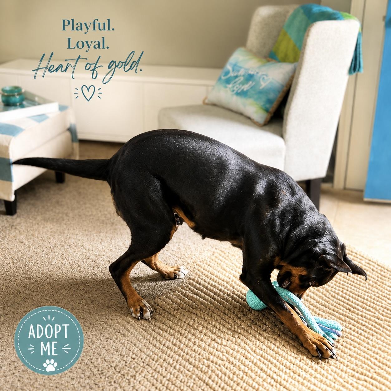 Kaylani, a Adoptable mixed breed in Long Beach, WA image 3/3
