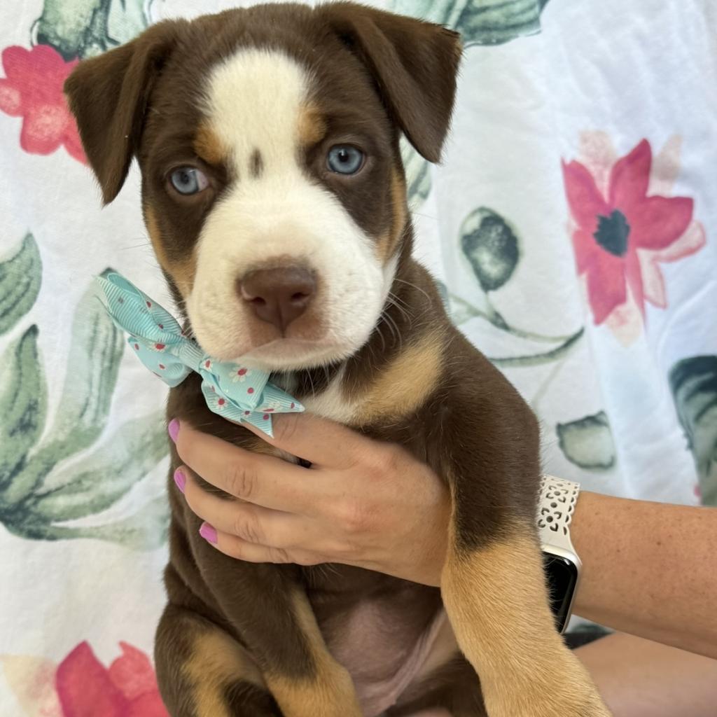 Grace, Adoptable, Adult Female Husky & Bernese Mountain Dog.