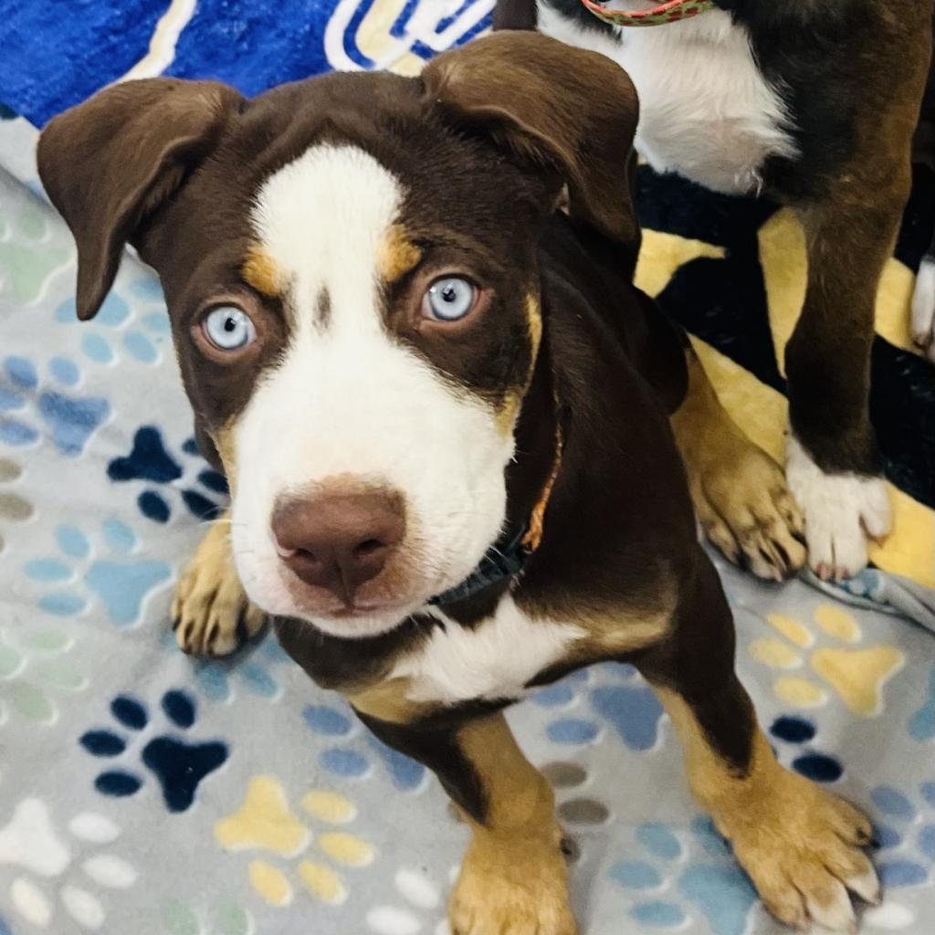 Grace, Adoptable, Adult Female Husky & Bernese Mountain Dog.