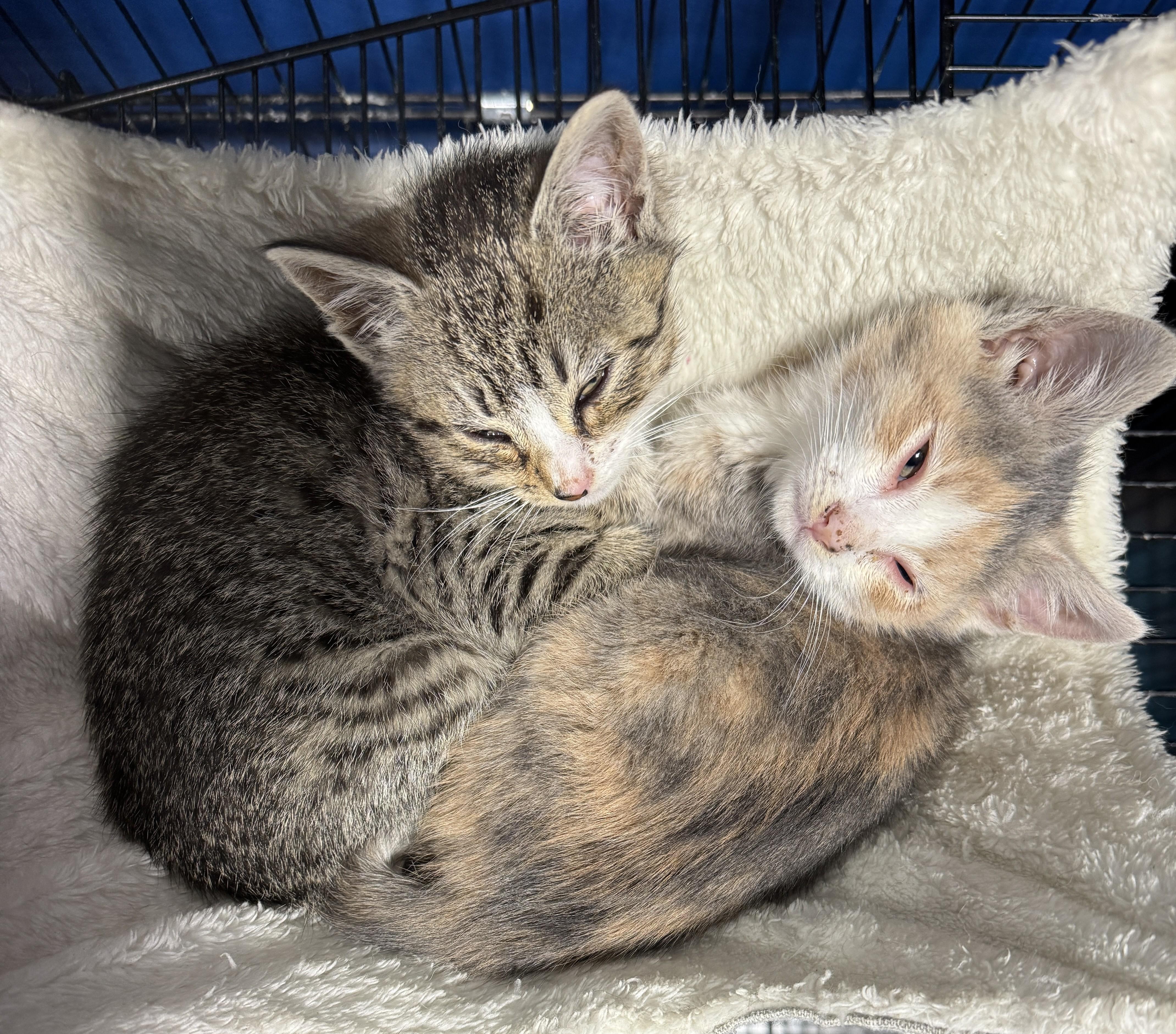 Calico and Tabby female kittens in foster care - so sweet, adopted, Kitten Female Calico & Tabby.