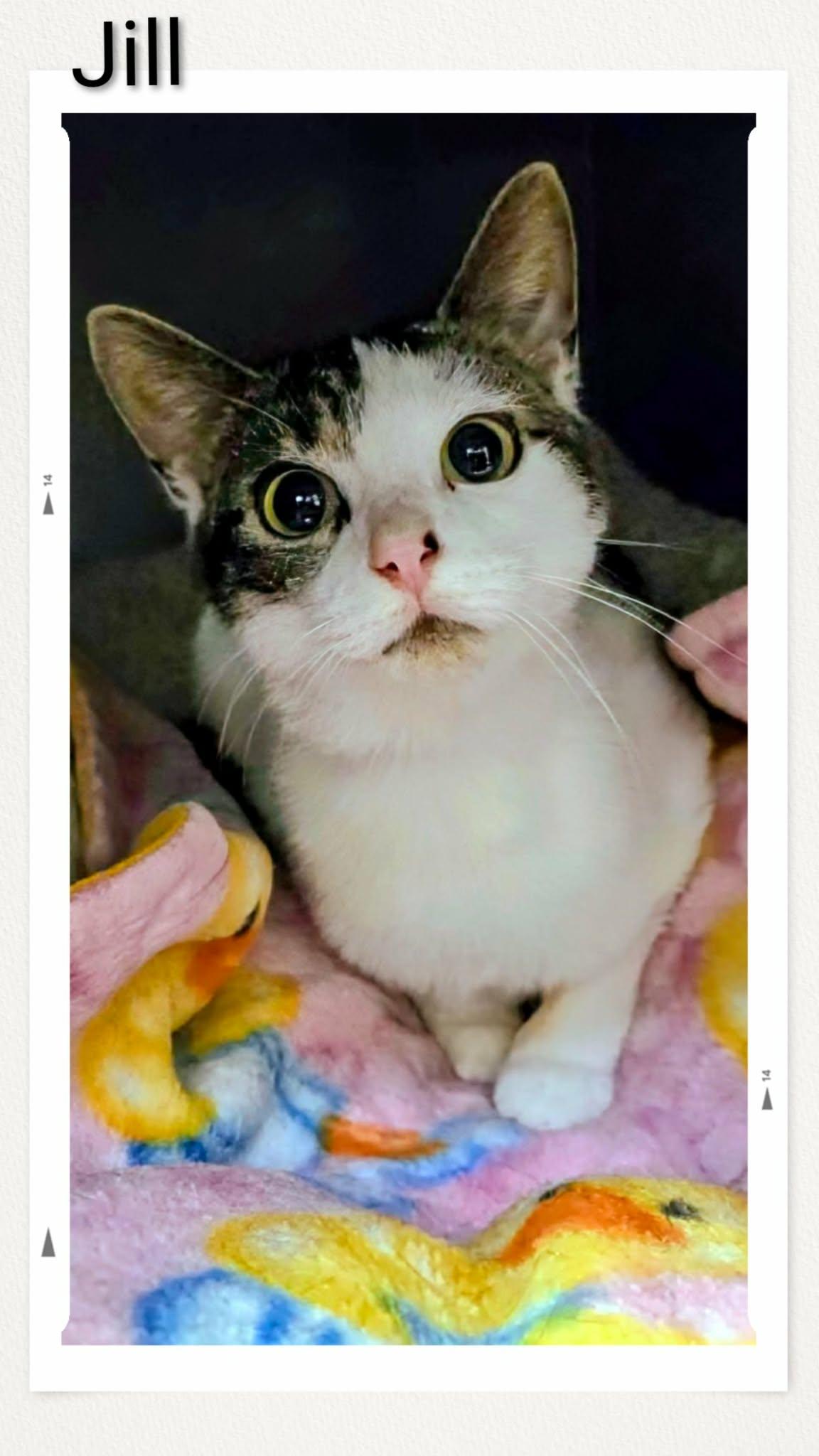 Enlarge Jill, a Adoptable Domestic Short Hair in Caistor Centre, ON image 1/1