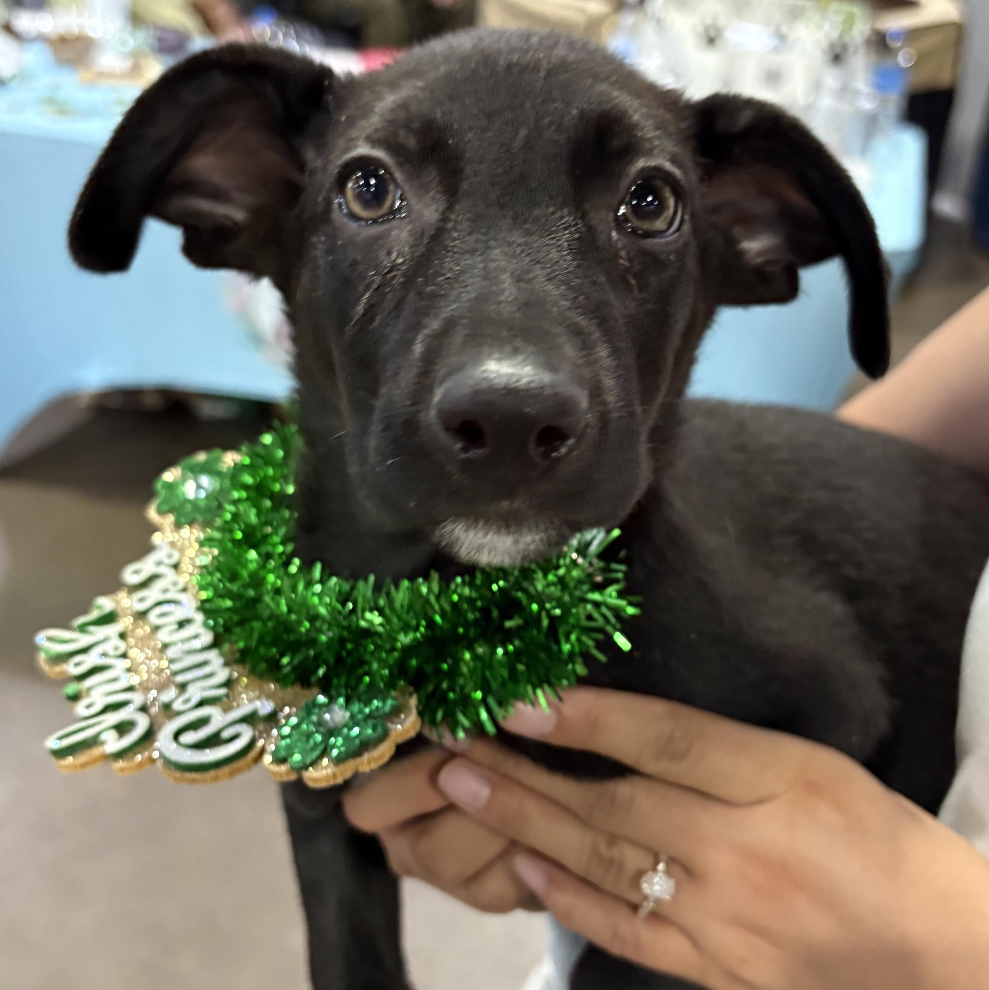 Asia — thumbnail 4