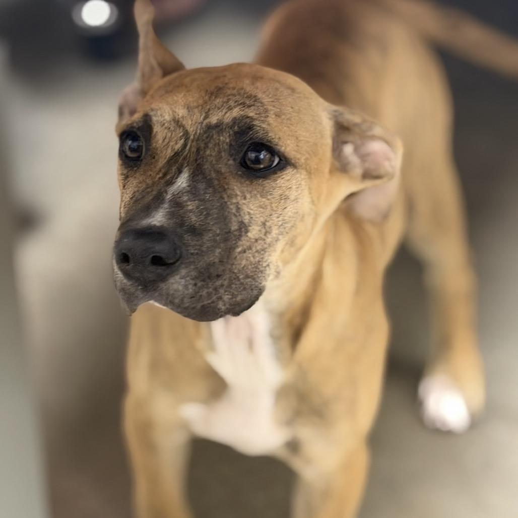 Fancy, Adoptable, Puppy Female Mixed Breed.