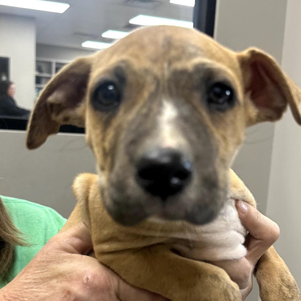 Fancy, a Adoptable Mixed Breed in Midland, TX image 2/3