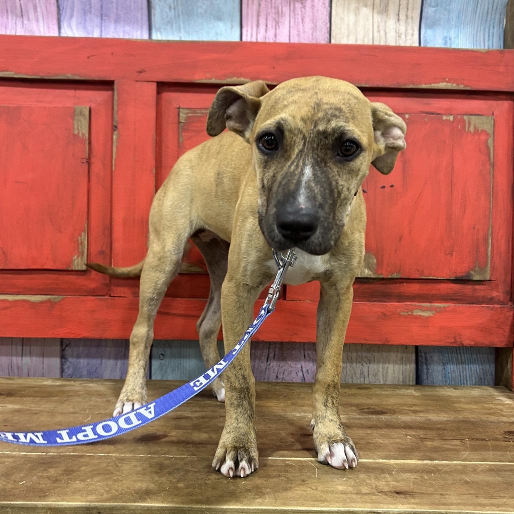 Fancy, a Adoptable Mixed Breed in Midland, TX image 3/3
