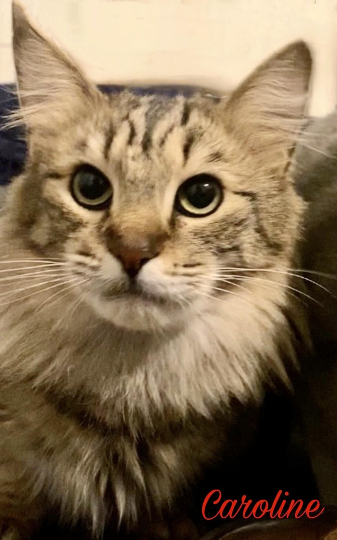 Hope & Caroline, a bonded pair, Adoptable, Adult Female Domestic Long Hair.