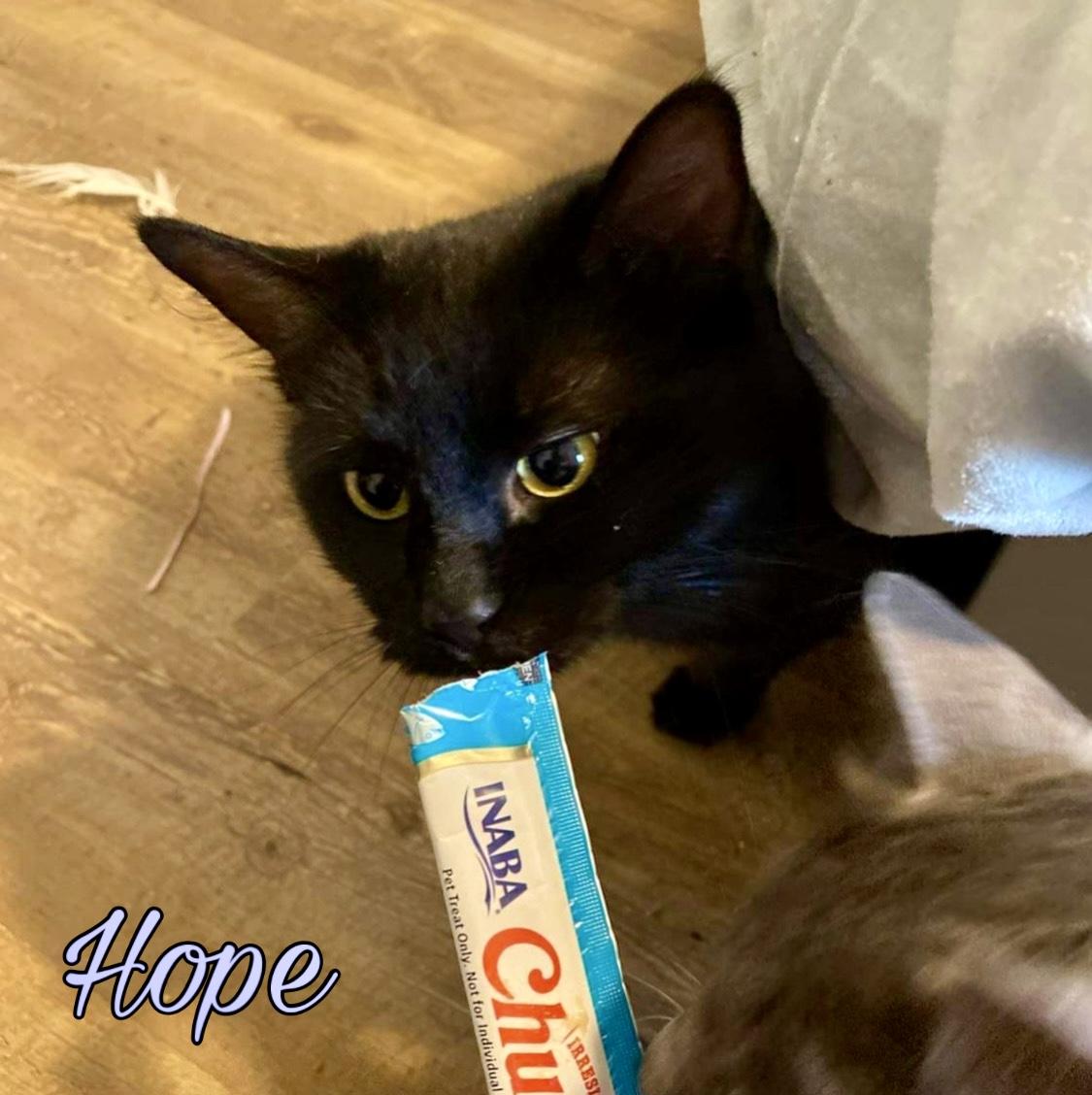 Enlarge Hope & Caroline, a bonded pair, a Adoptable Domestic Long Hair in Tillamook, OR image 2/3