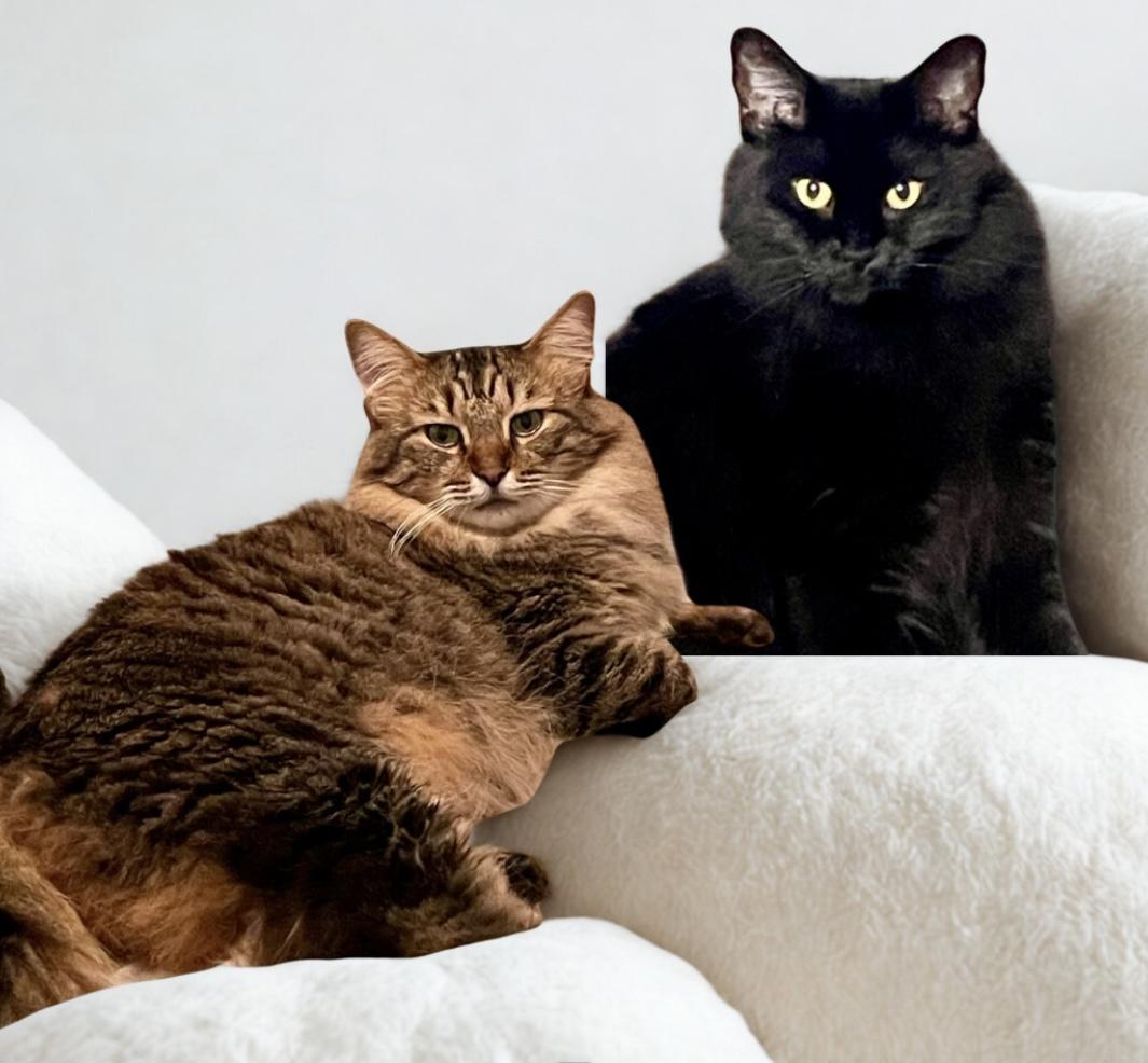 Enlarge Hope & Caroline, a bonded pair, a Adoptable Domestic Long Hair in Tillamook, OR image 3/3